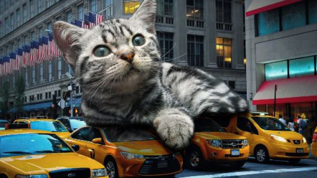 chat: 5 phrases que les propri&eacute;taires de chat ont d&eacute;j&agrave; entendues