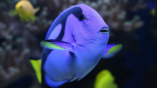 Previsioni astrologiche gennaio, Pesci: la voglia di mettersi in gioco potrebbe venir meno.