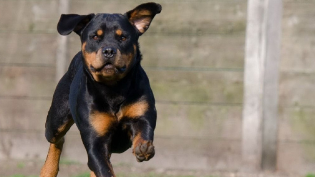 Un uomo di 49 anni &egrave; morto azzannato da due rottweiler.