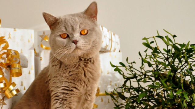 5 raisons qui expliquent pourquoi un chat est attir&eacute; par le sapin de No&euml;l