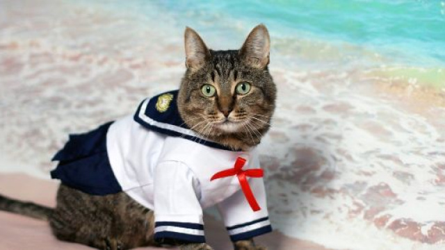 chat 6 choses qu'ils nous cachent