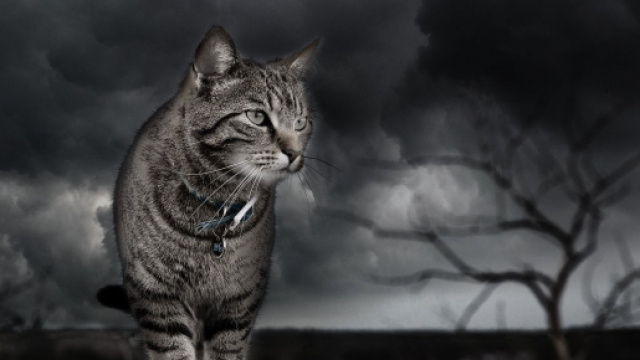 Chat 5 fa&ccedil;on de calmer ses miaulements