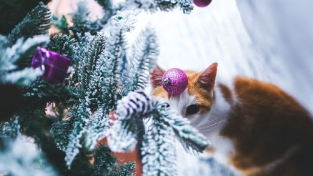 Chat: cinq conseils pour les prot&eacute;ger du froid en hiver