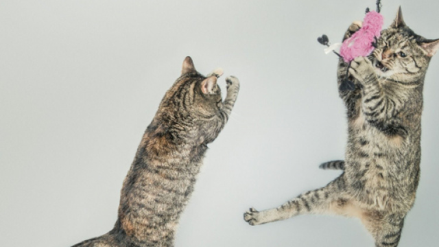 5 raisons qui expliquent les coups de folie d'un chat
