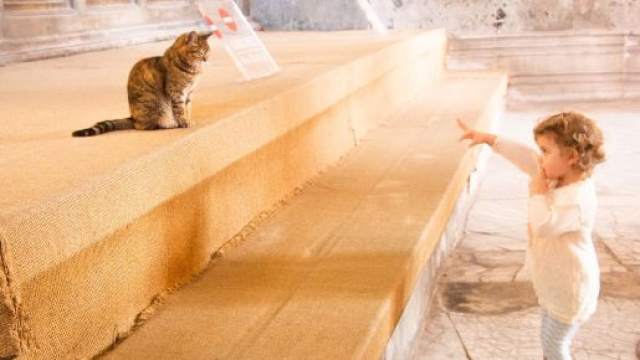 Chat : 5 signes qui montrent qu'il est heureux