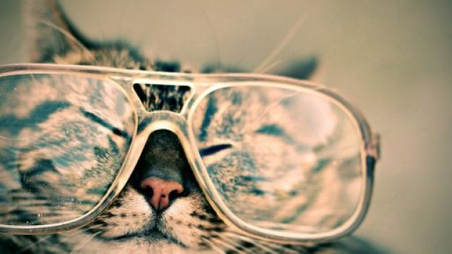 5 astuces pour bien s'entendre avec son chat
