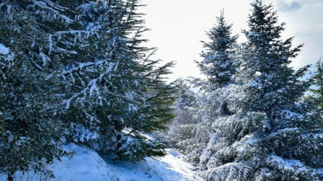 Oroscopo 7 gennaio: Scorpione e Sagittario solitari