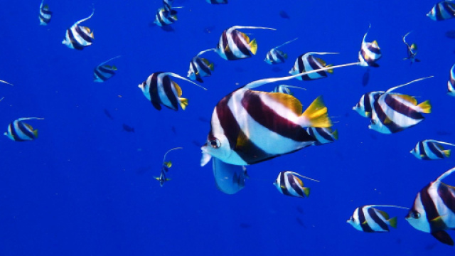 Oroscopo 5 dicembre: Ariete passionale, Pesci intuitivo