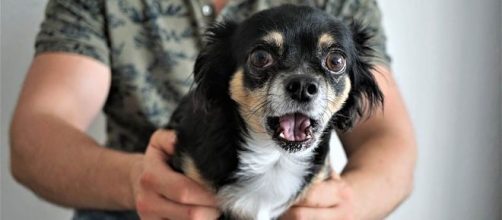 Modos de garantir a seguran&ccedil;a dos pets na virada do ano. (Reprodu&ccedil;&atilde;o/Pixabay)