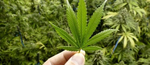 Folhas da planta cannabis sativa, conhecida como maconha, que d&aacute; origem ao canabidiol. (Arquivo Blasting News)