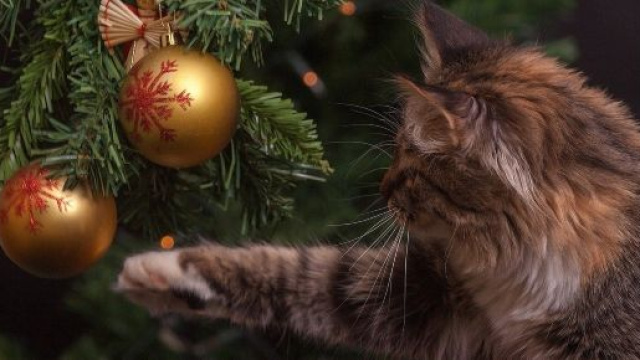 Chat ces conseils qui peuvent sauver le sapin de No&euml;l