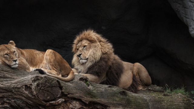Oroscopo 6 dicembre: shopping per Leone, Acquario dubbioso.
