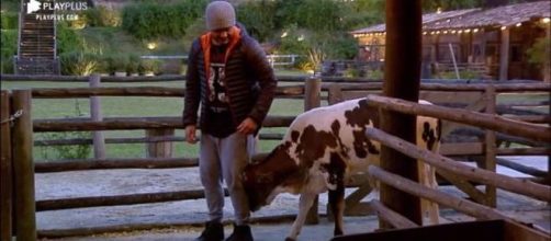 Rodrigo Phavanello se divertiu com o bezerro Chiquinho. (Reprodu&ccedil;&atilde;o/PlayPlus)
