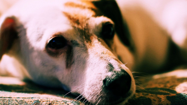 Il povero animale &egrave; stato ferito a Corte,una localit&agrave; di Nuoro.