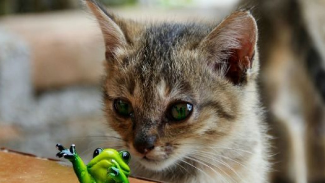 5 choses que seul les propri&eacute;taire de chat peuvent comprendre