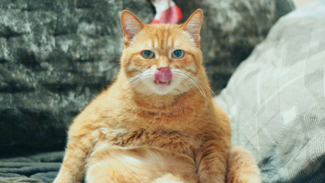 5 raisons qui expliquent pourquoi un chat est ob&egrave;se