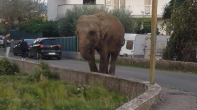 Elefante scappa dal circo e va a farsi una passeggiata: &egrave; accaduto nel napoletano