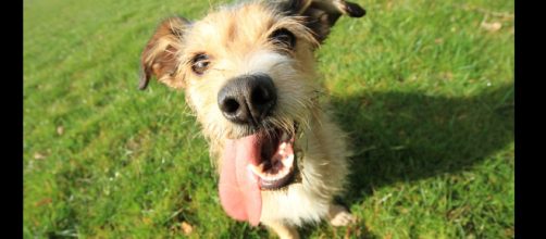 Dogs can be quite hilarious. [image source: apfelgruen - Pixabay]