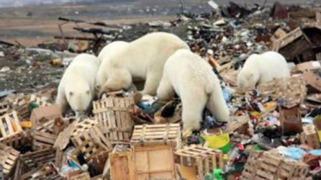 Dichiarato lo stato di emergenza sull'arcipelago russo di Novaya Zemlya per un'invasione di 52 orsi polari nelle zone abitate.