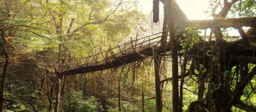 Rangthylliang, a maior ponte viva de ra&iacute;zes do mundo - foto por Anselmrogers