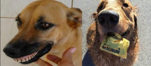 Os c&atilde;es enchem um lar de carinho e com presentes inusitados. (Foto/Reprodu&ccedil;&atilde;o via Awebic).