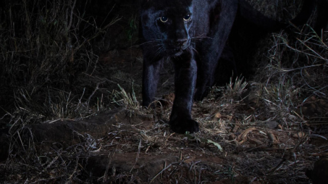 Il leopardo nero fotografato in Africa dopo 100 anni - independent.co.uk