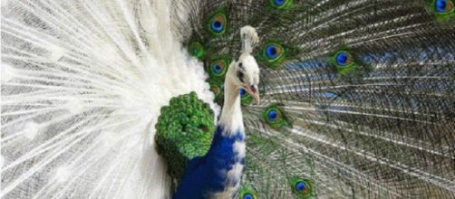 Animais lindos, diferentes e com uma gen&eacute;tica incr&iacute;vel. (Reprodu&ccedil;&atilde;o).