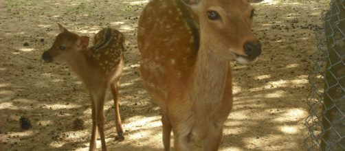 Un virus convierte en "zombies" a los ciervos