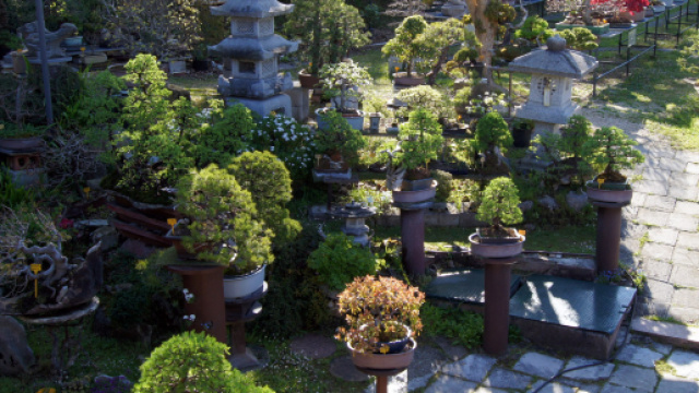In un vivaio alle porte di Tokyo sono stati rubati sette cipressi in miniatura, bonsai di enorme valore allevati come figli.