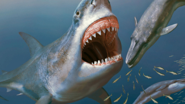 Megalodon-Megalodonte-Francesca-Reinero - Francesca Romana Reinero - francescareinero.it