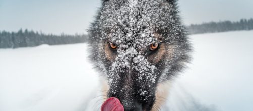 C&atilde;es de ra&ccedil;as e caracter&iacute;sticas pouco conhecidas, via Fatos desconhecidos