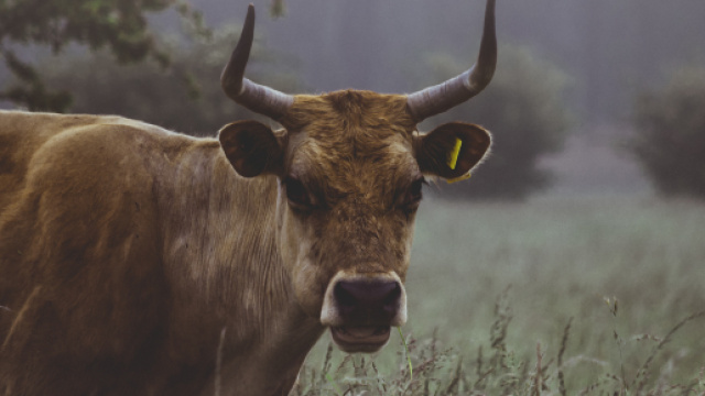 Oroscopo 23 febbraio: Toro e Cancro disinibito, Leone positivo