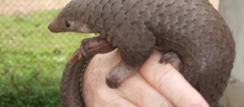 El pangolin, el &uacute;nico mam&iacute;fero con escamas