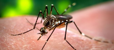Rio de Janeiro tem aumento de 114% no número de casos de chikungunya