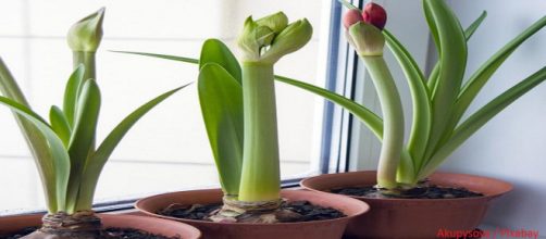 Some indoor plants can help freshen your home and remove toxins. [Image Credit: AKuptsova / Pixabay]