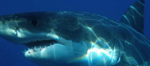 Great White Sharks help cure cancer and other fishy stories - Image credit - Skeeze | Pixabay