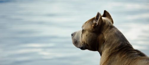 Hay algunas razas de perro que son potencialmente peligrosas