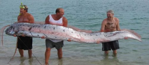 Peixe de 11 metros &eacute; encontrado no Jap&atilde;o (Reprodu&ccedil;&atilde;o/Twitter)