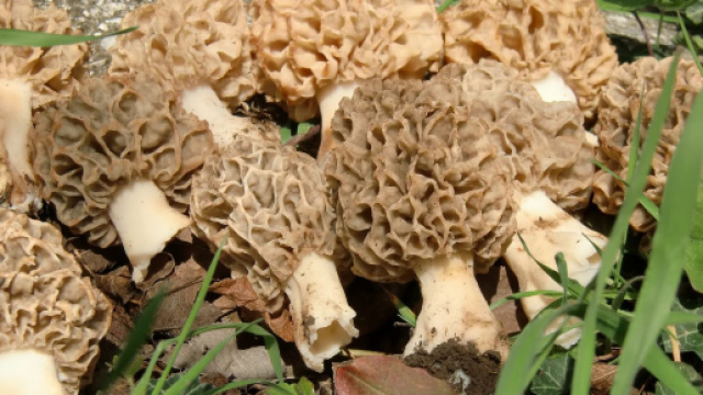 Mangia in un ristorante spagnolo stellato funghi tossici, forse spugnole, muore a 46 anni.