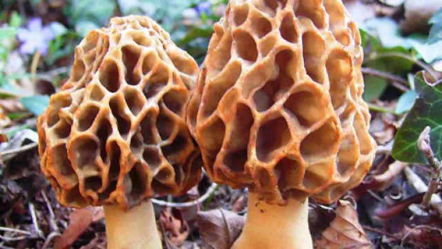 Spagna, donna muore dopo aver mangiato funghi in un ristorante