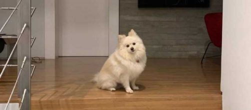 A cadelinha Nina tem apenas tr&ecirc;s anos de idade. (Foto: Instagram)