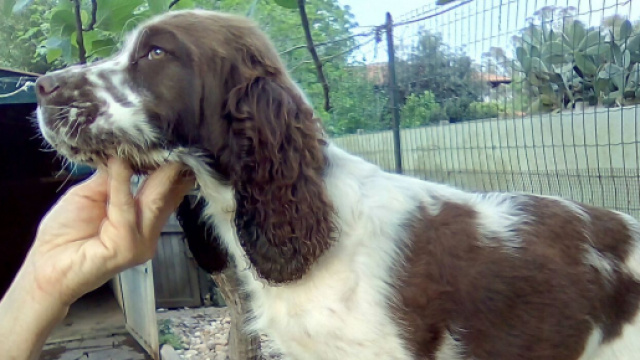 Allevamento Springer Spaniel Inglese - altervista.org