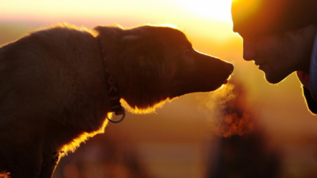 Cani e padroni insieme anche dopo la morte - newnotizie.it