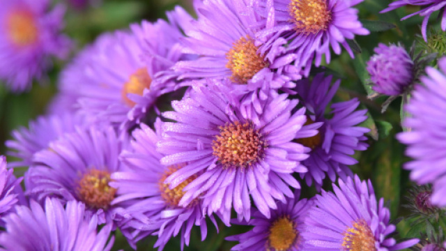 Oroscopo 4 marzo: Ariete confuso, Bilancia stanco