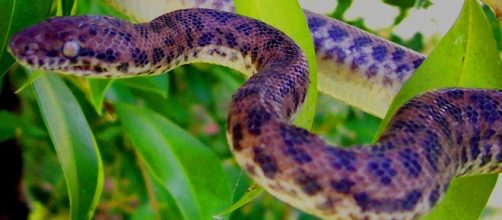 A Scottish woman arrived home with a spotted python in her shoe. [Image Vicki Nunn/Wikimedia]