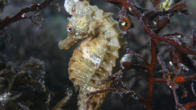 Taranto, cavallucci marini venduti on-line in Cina come gioco o per produrre liquori