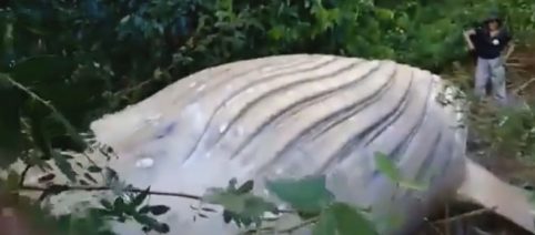 Humpback whale discovered in the middle of the Amazon rainforest