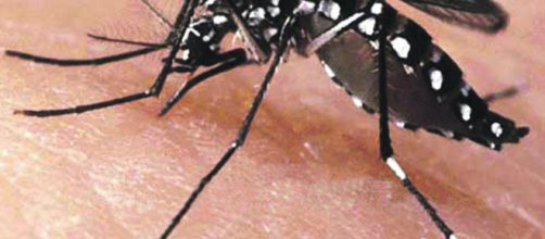 Casos de dengue no Brasil quase dobram em janeiro de 2019. Fonte (Banco de imagens BN)