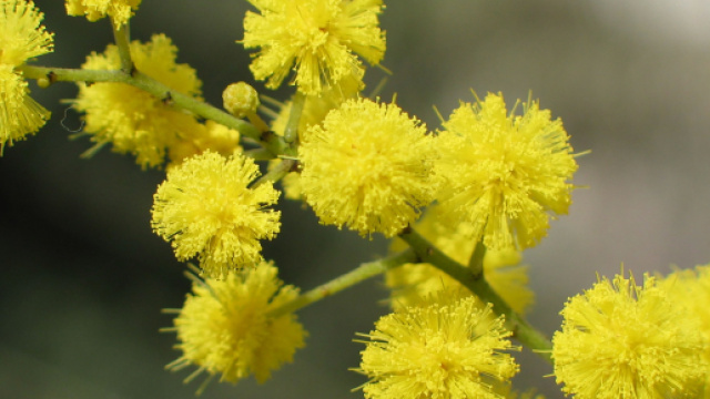 Oroscopo 8 marzo: Cancro selettivo, successi per Leone