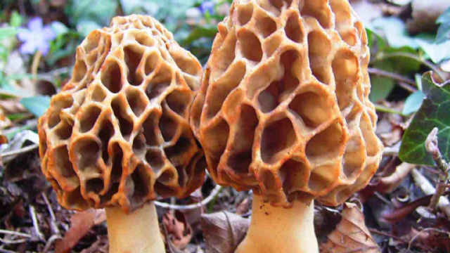 Valencia, donna morta dopo aver mangiato funghi: provenivano dalla Cina